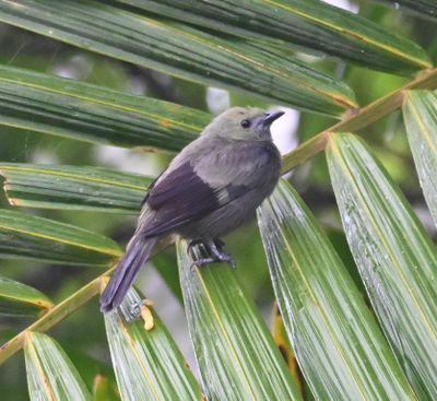 Palm Tanager
on a palm branch