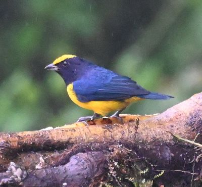 Male Orange-bellied Euphonia