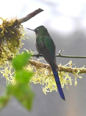 Violet-tailed Sylph