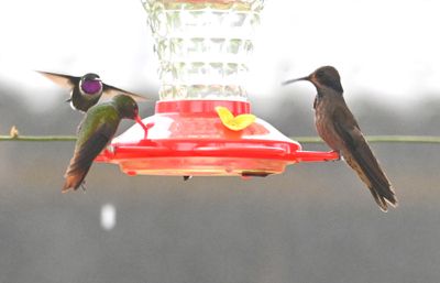 Purple-throated Woodstar (back L), Rufous-tailed Hummingbird (front L), Brown Violetear (R)