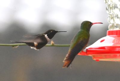 Purple-throated Woodstar (L), Rufous-tailed Hummingbird (R)