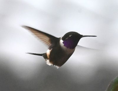 Purple-throated Woodstar