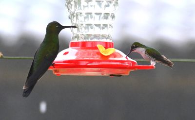 Green-crowned Brilliant (L), female White-booted Racket-tail (R)