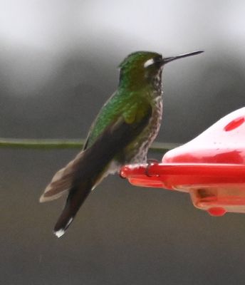 Female Purple-bibbed Whitetip