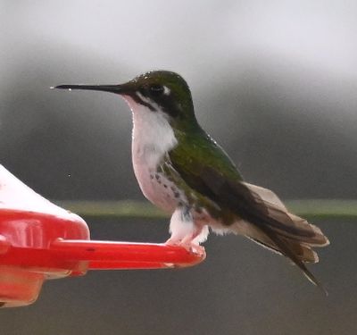 Female White-booted Racket-tail