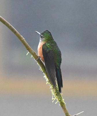 Female Violet-tailed Sylph
