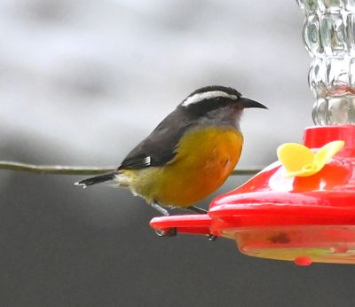 Bananaquit