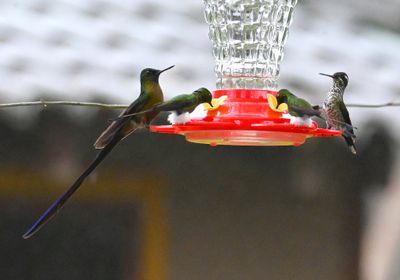 Violet-tailed Sylph (L), two White-booted Racket-tails (C), female Purple-bibbed Whitetip (R)