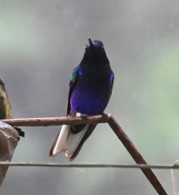 Violet-purple Coronet