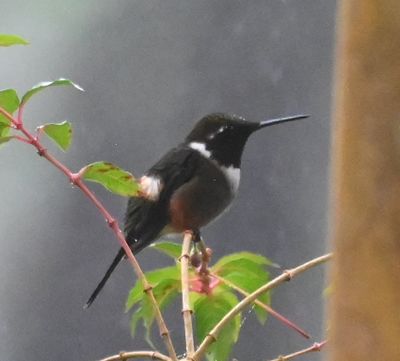 Purple-throated Woodstar 
At his favorite spot again