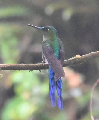 Young male Violet-tailed Sylph