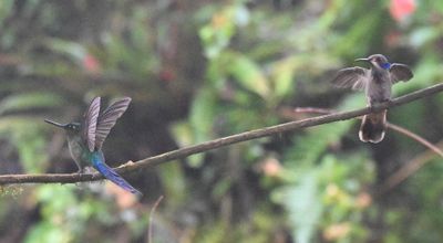 Violet-tailed Sylph (L), Brown Violetear (R)