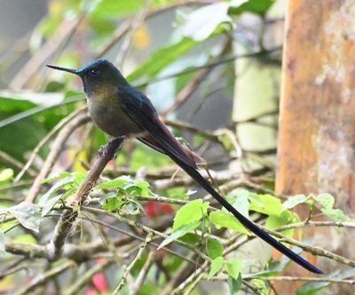 Violet-tailed Sylph