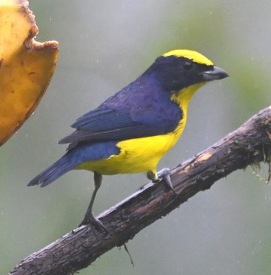 Male Thick-billed Euphonia
Back at the open area banana feeders
