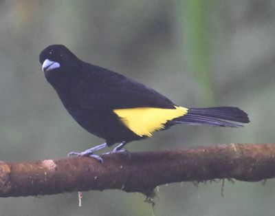 Male Flame-rumped Tanager