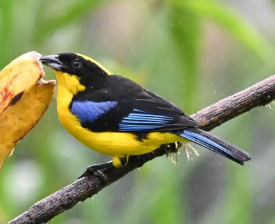 Blue-winged Mountain Tanager