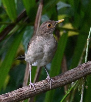 Ecuadorian Thrush