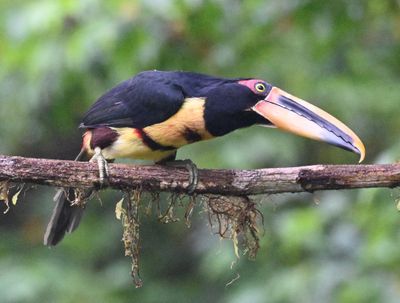 Collared Aracari