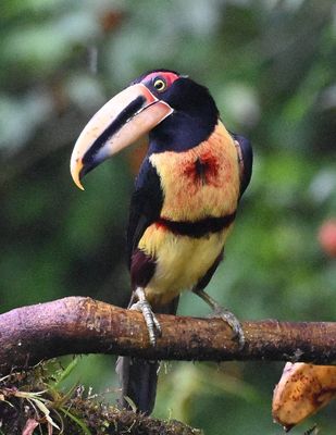 Collared Aracari