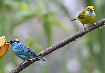 Golden-naped Tanager (L), Silver-throated Tanager (R)