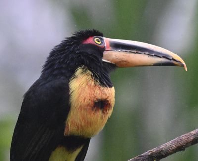 Ecuador Birds, Tue, Mar 5, 2024, Day 2
