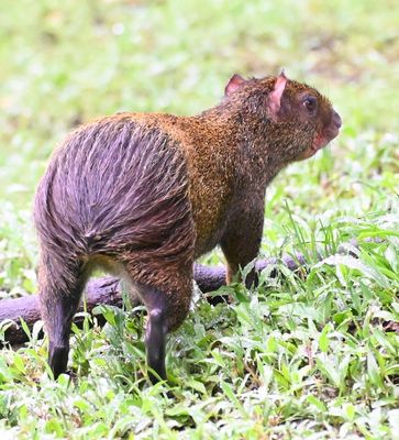 Central American Agouti

Last of Day 2: Tue, Mar 5, 2024--from Rio Silanche Reserve to Sachatamia Rainforest Reserve Lodge