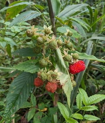 Roseleaf Bramble
Rubus rosifolius