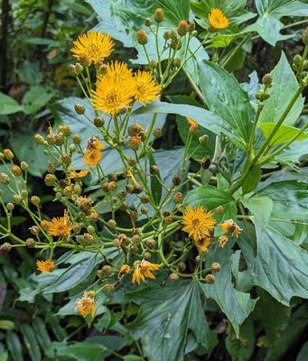 Erato polymnioides
a member of Sunflowers, Daisies, Asters, and Allies Family Asteraceae