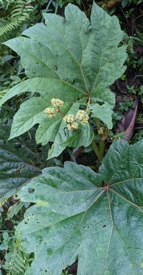 Begonia parviflora
a member of Begonias and Allies Family Begoniaceae