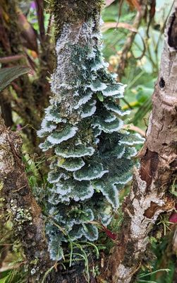 Genus Dictyonema
a member of Waxcaps and Allies Family Hygrophoraceae
