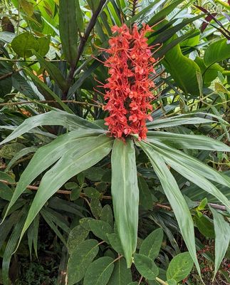 Butterfly Ginger
Hedychium coccineum
