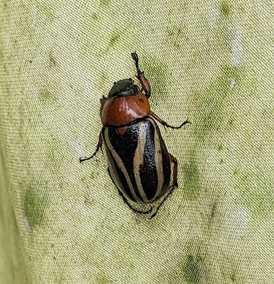 Cyclocephala
Masked Chafers
Genus Cyclocephala