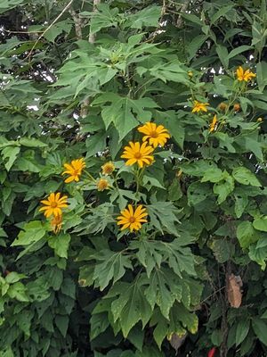 Mexican Sunflower
Tithonia diversifolia