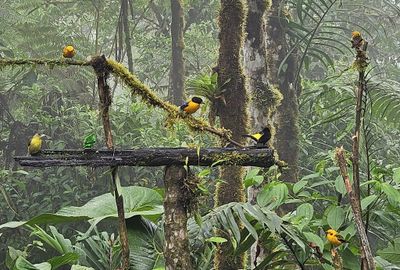 Then, a female Flame-rumped Tanager (middle L)