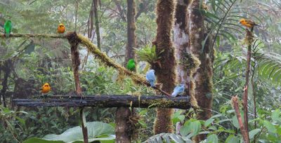 And Blue-gray Tanagers
