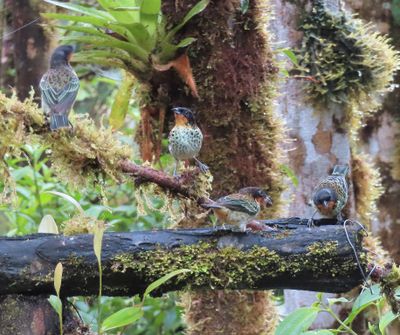 Four Rufous-throated Tanagers