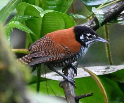 Bay Wren