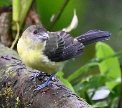 Female Flame-rumped Tanager