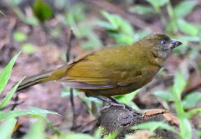 Dusky Chlorospingus???