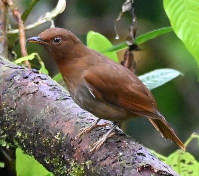 Rufous-brown Solitaire