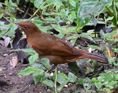 Rufous-brown Solitaire