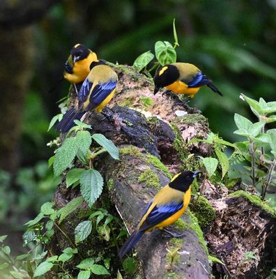 Black-chinned Mountain Tanagers