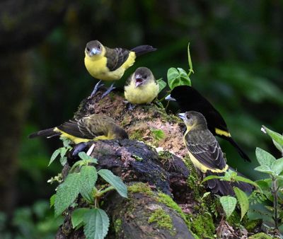 A family of Flame-rumped Tanagers