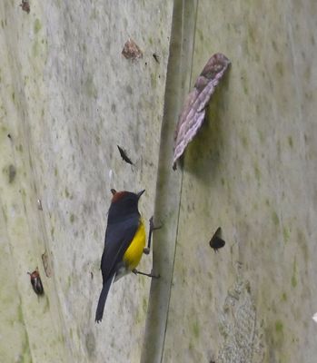 That moth is almost as big as the Slate-throated Redstart.