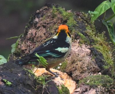 Back of a Flame-faced Tanager