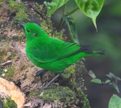 Glistening-green Tanager