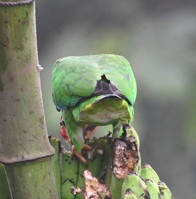 Rear view of Rose-faced Parrot