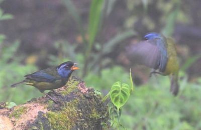 Moss-backed Tanagers