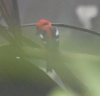 Only photo I got of the White-winged Tanager