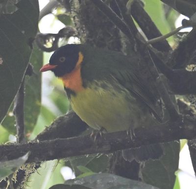 Orange-breasted Fruiteater